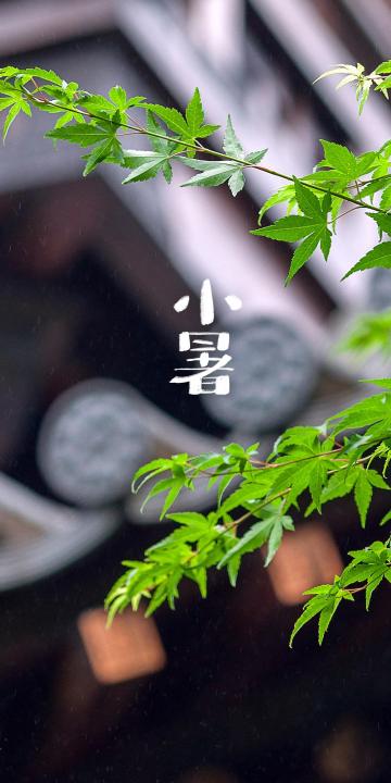 小暑庭院一角背景