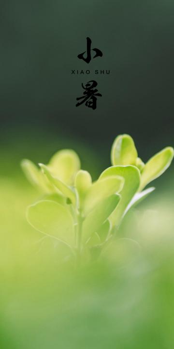 小暑绿色嫩芽背景