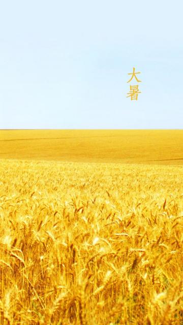 大暑稻田背景