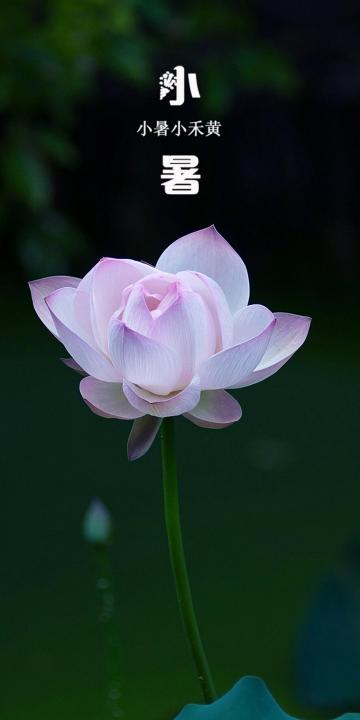 小暑:亭亭玉立的莲花