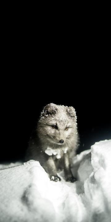 雪地里可爱的小狐狸