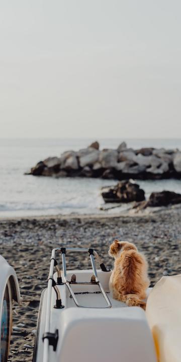面朝大海的孤独小猫
