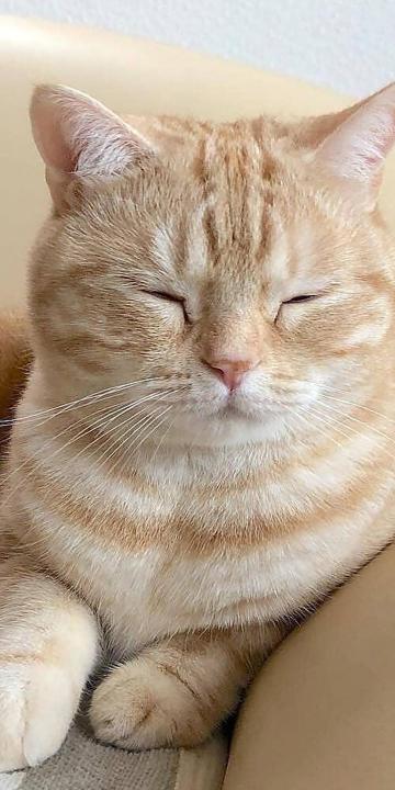 半梦半醒的可爱猫咪