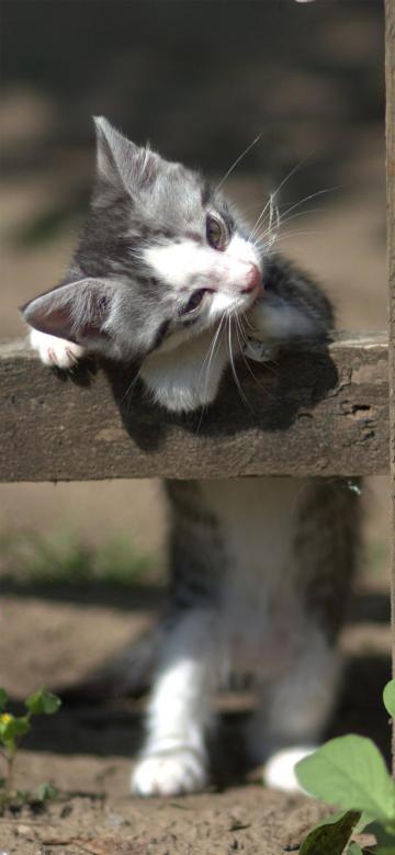 忧郁的小猫