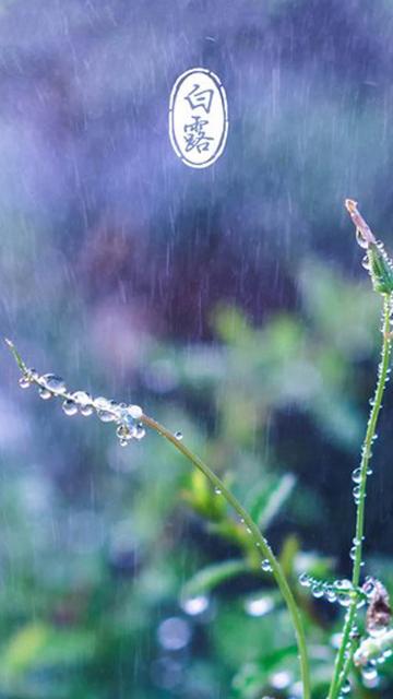 白露的小雨