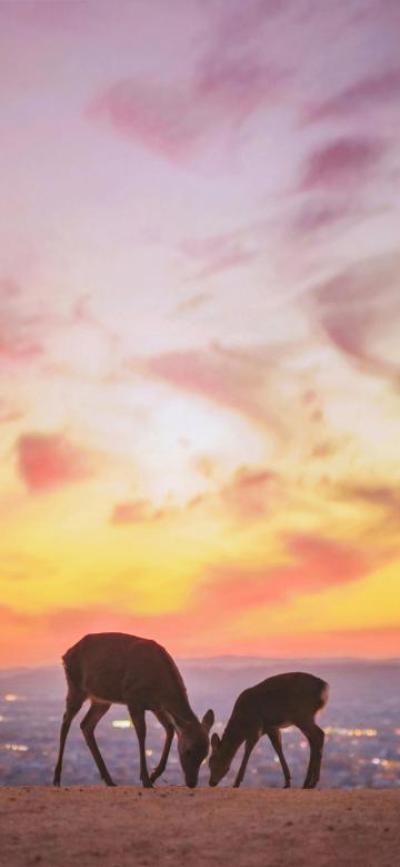 唯美夕阳下的鹿妈妈和小鹿