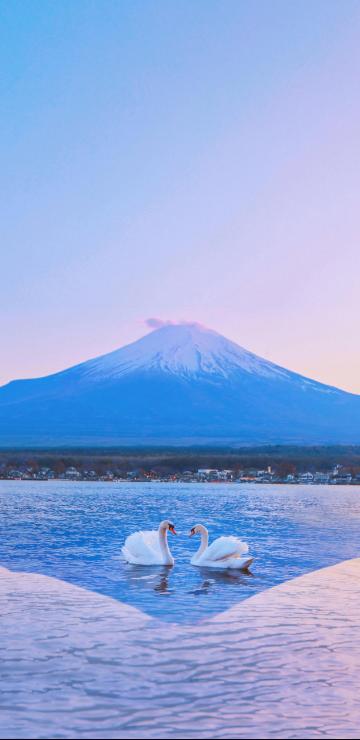 富士山下的美丽天鹅