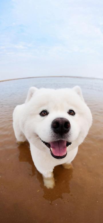 海边可爱的狗狗