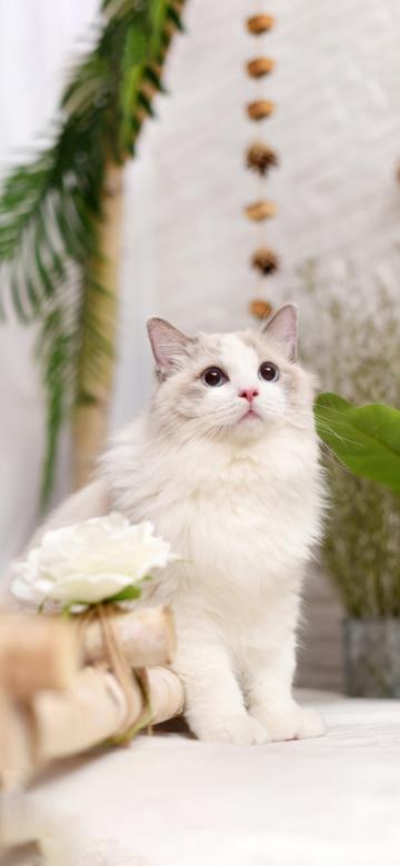高贵优雅的布偶猫