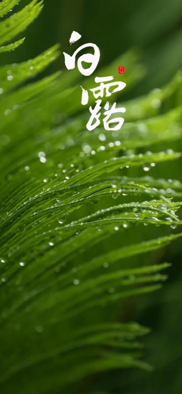 白露:青翠欲滴的青草