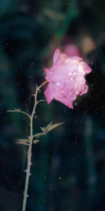 闪烁着光芒的花