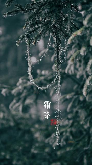 霜降之绿松挂银帘