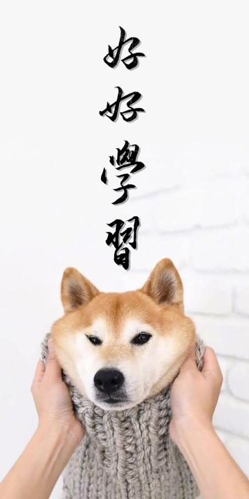 好好学习,狗子