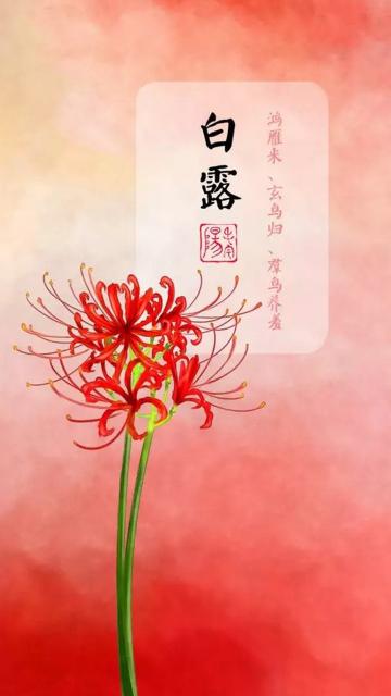 白露之美丽的彼岸花