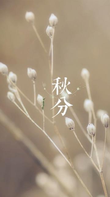 秋分之枯黄的小草