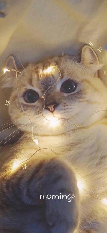 早安,可爱的小猫咪