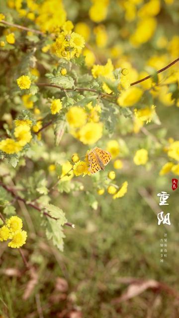 重阳:忽见黄花吐,方知素节回