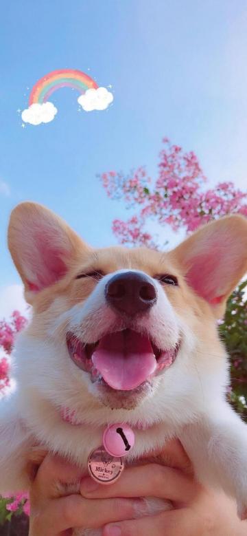 笑容灿烂的狗子