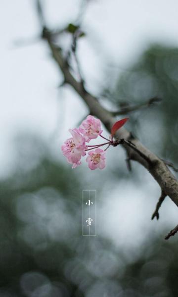 小雪时节的傲雪寒梅