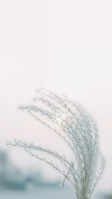 清晨芦苇阳光