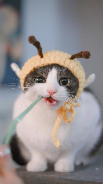 可爱又乖巧的小猫咪