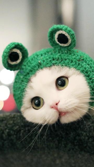 超级可爱的小猫咪