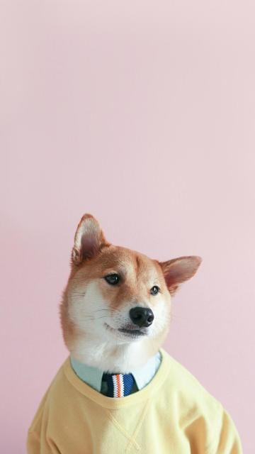 可爱又呆萌的柴犬