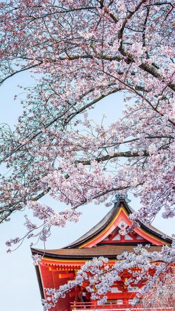 与你的唯美樱花世界