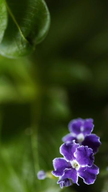 鲜艳而芬芳的紫罗兰