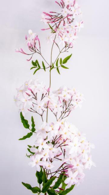 清新淡雅的茉莉花