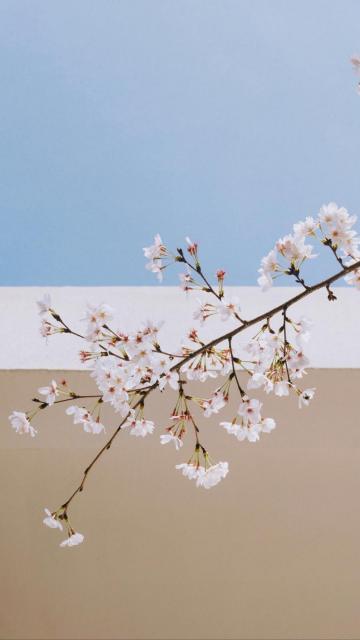 樱花烂漫