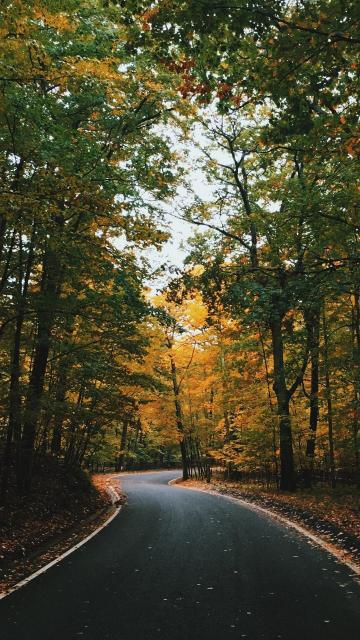 林荫下的道路