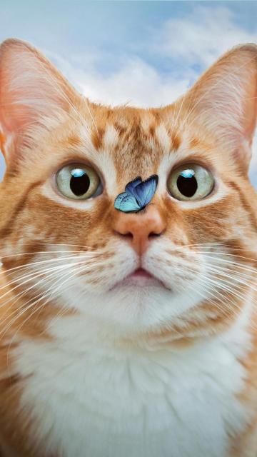 惊讶的可爱小猫咪