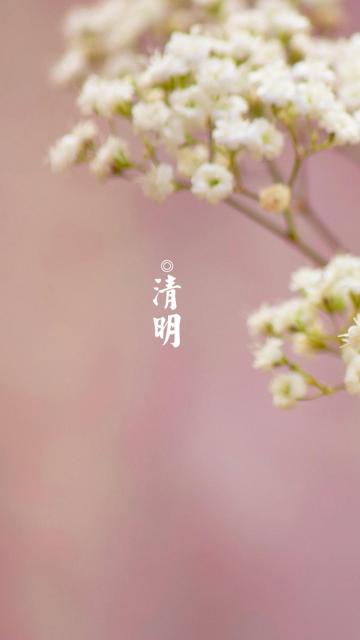 清明时节,哀思无限