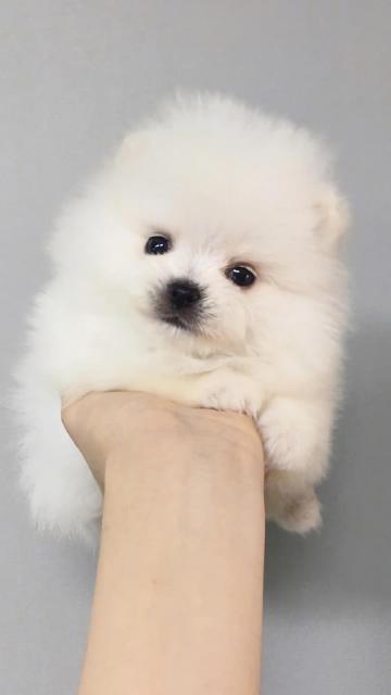 可爱呆萌风白色的汪星人
