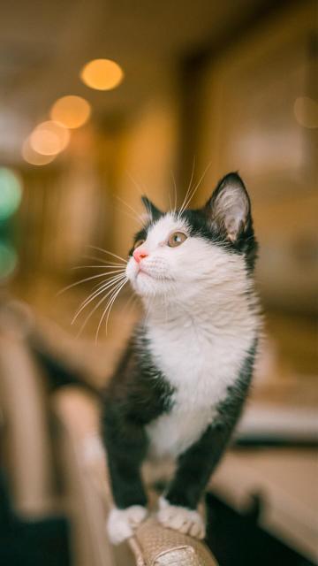 眺望远处的小猫咪