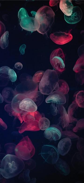 彩色水母深海梦幻写真