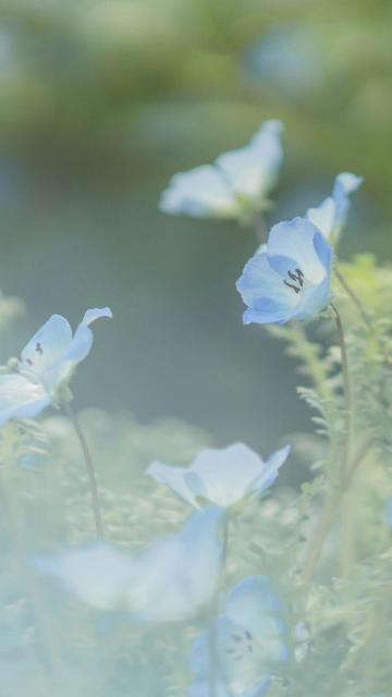 小清新养眼粉蝶花
