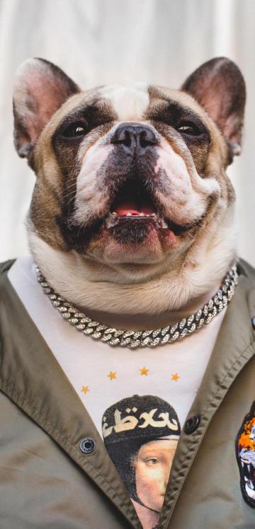 超级活泼可爱的法兰西斗牛犬