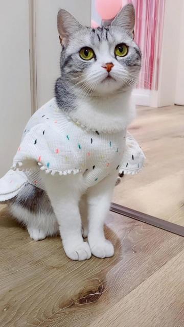 眺望远处的可爱小猫咪