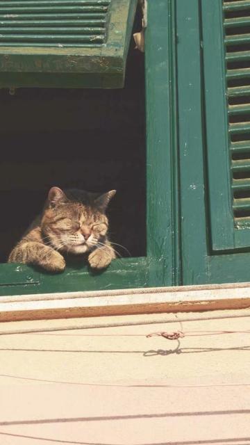 宁静的午后小猫静待良人