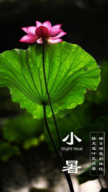 关于小暑的优美古诗词配图