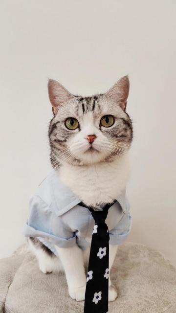 乖巧可爱的小猫