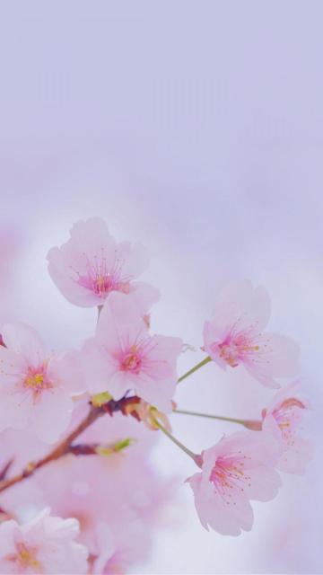 烂漫梦幻的日系樱花