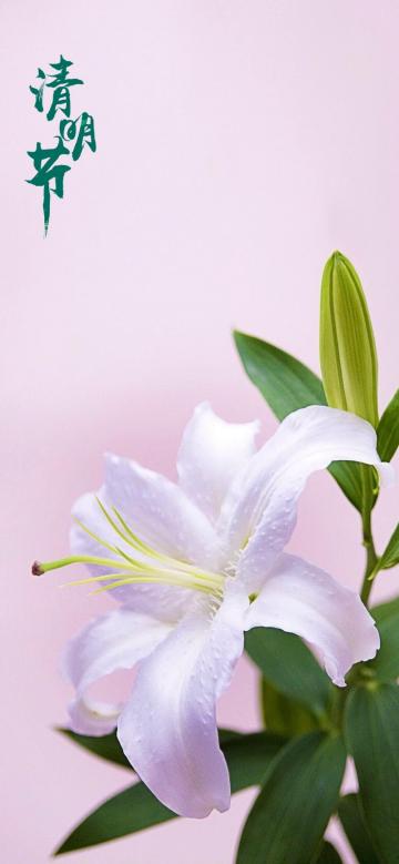 清明时节百合图片
