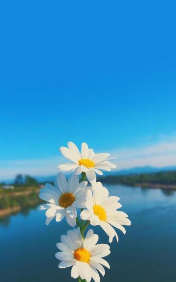 小清新雏菊