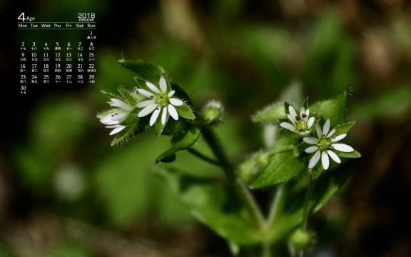 2018年4月清新护眼花草日历