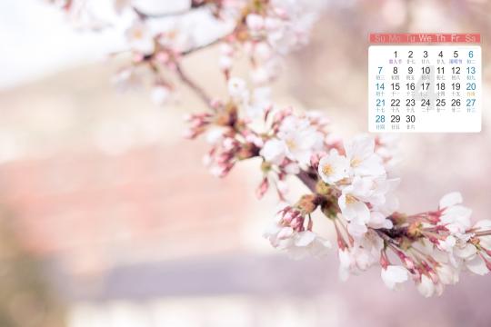 2019年4月盛开的花儿唯美意境写真日历