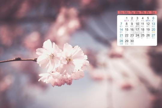 2019年4月盛开的花儿唯美意境写真日历