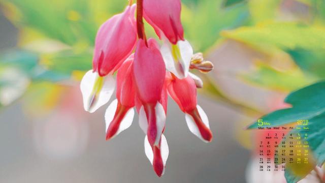 2018年5月唯美荷包牡丹花日历